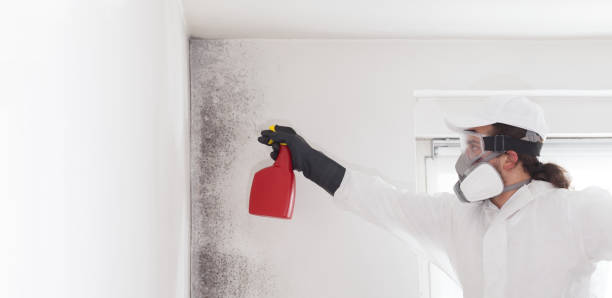 Best Basement Mold Remediation in Texkana, AR