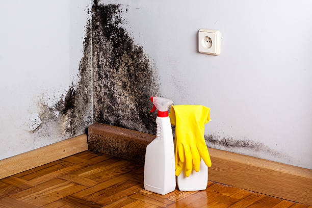 Best Post-Flood Mold Remediation in Texkana, AR