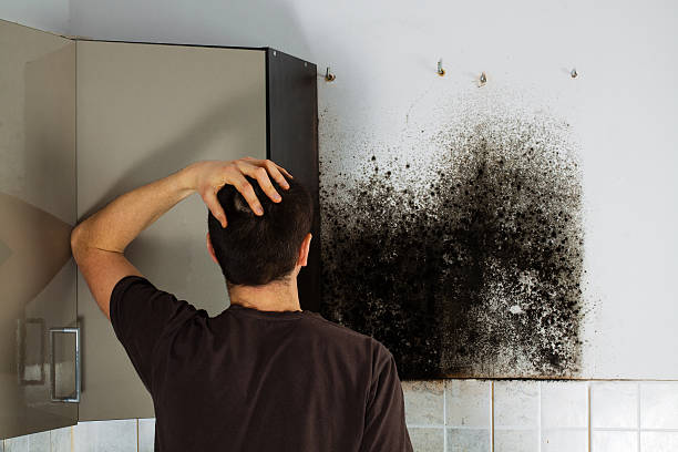 Best Kitchen Mold Remediation in Texkana, AR