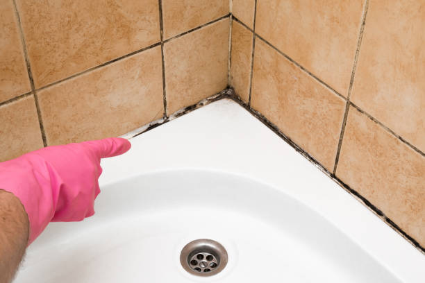 Professional Mold Remediation in Texarkana, AR